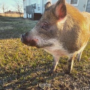 Meet your Posher, Ferdie